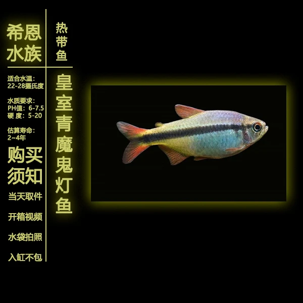 【皇室青魔鬼灯】鱼热带观赏鱼活体易养活适合草缸群游