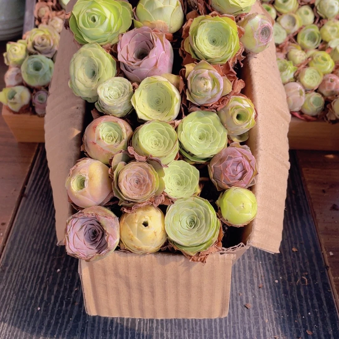 保底三十二颗以上量拍88888