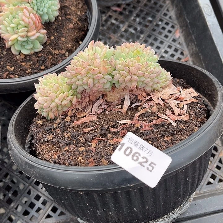 多***紫阿雅园艺。      10625白胖子缀