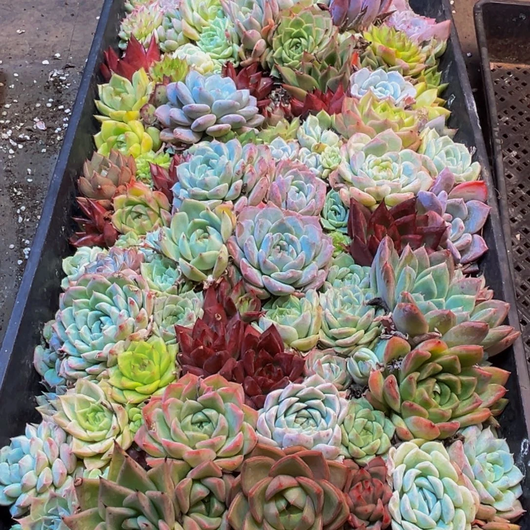140多肉植物和植物在这里繁衍