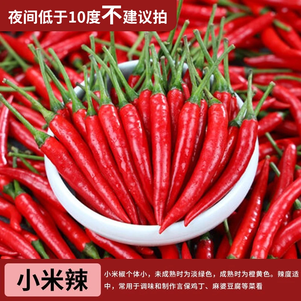 【现货】四季辣椒秧苗辣椒苗线椒螺丝椒朝天椒蔬菜特辣（不活包赔）
