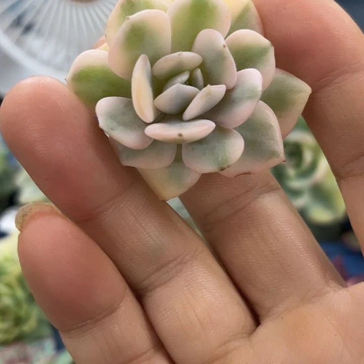 1868雪特腹轮锦炸多肉植物