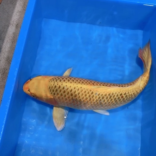 海水赤木芒果金松叶