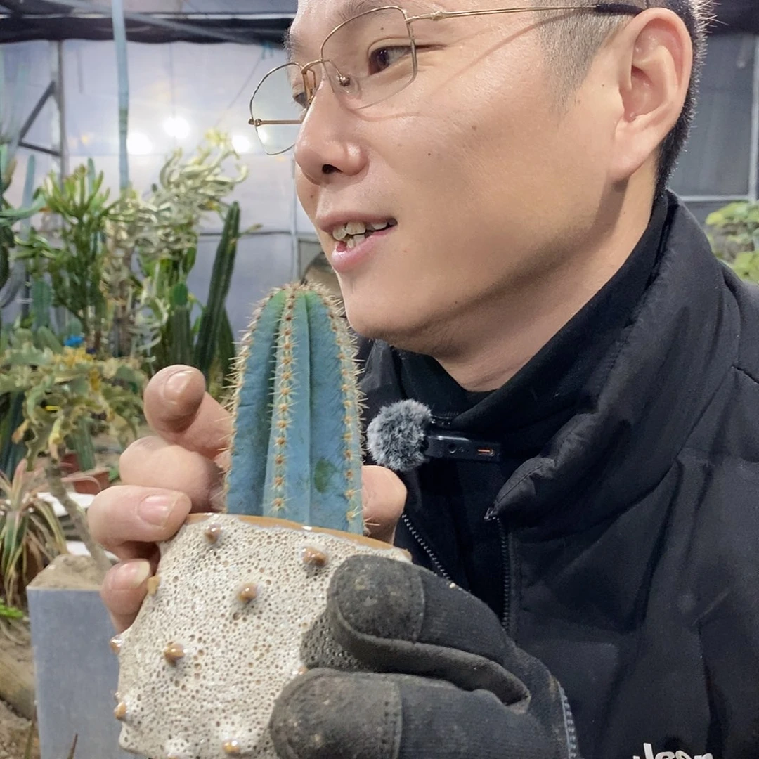 金青阁现剪侧牙高10公分