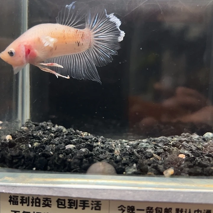 斗鱼竞拍跑单4日13