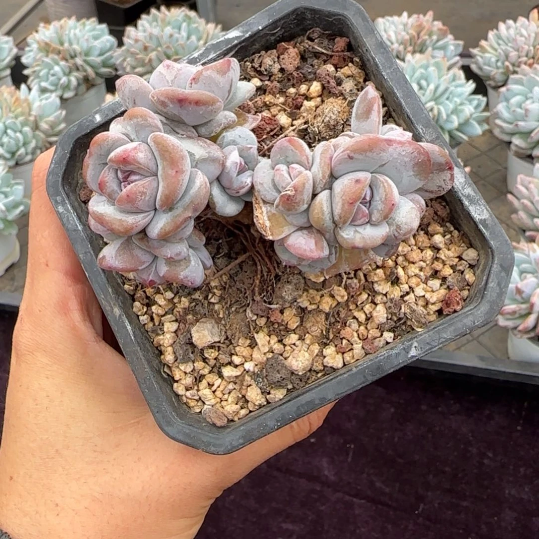 任****！星影一物一拍石榴籽