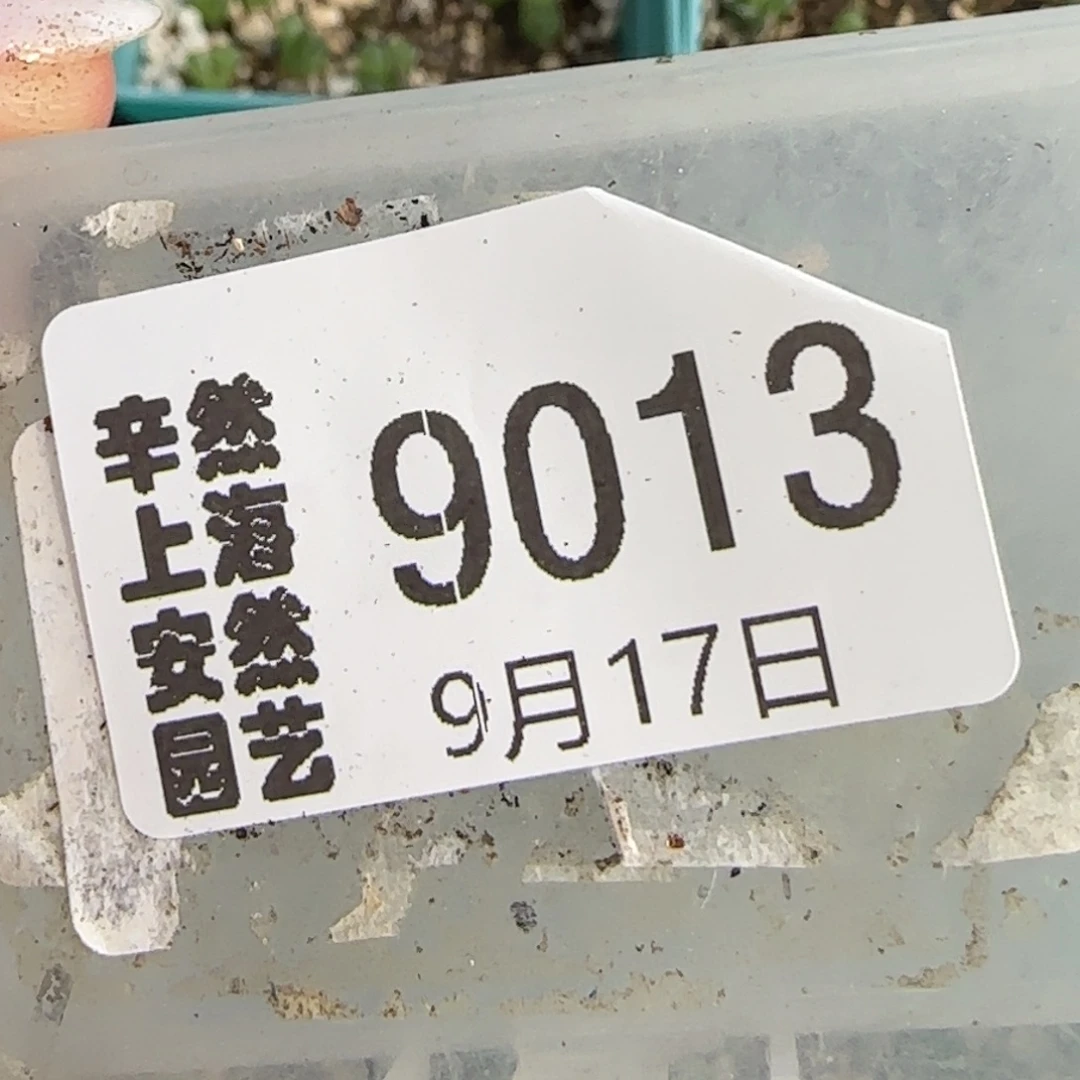 咸****9.17。  风铃专拍。  9013
