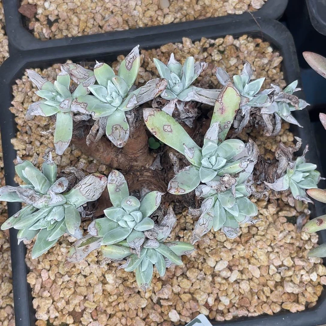 法瑞多头老桩11089