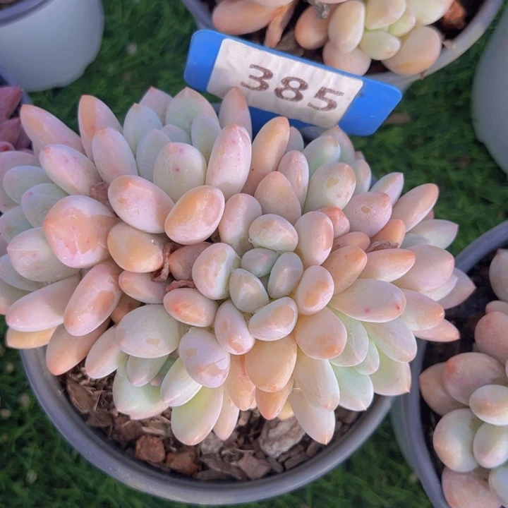 健健康康平平安安