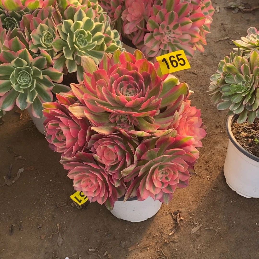 粉女巫多肉法师165