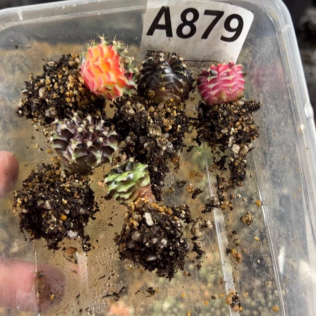 天***健当前无花栽培后可以开花879