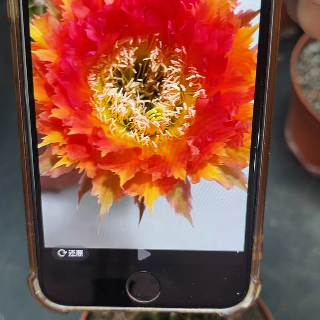 彩草橙羽毛侧芽2.5-3公分左右