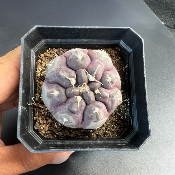 铅皮实生裸萼属仙人球稀有紫皮趴刺高端精品盆栽