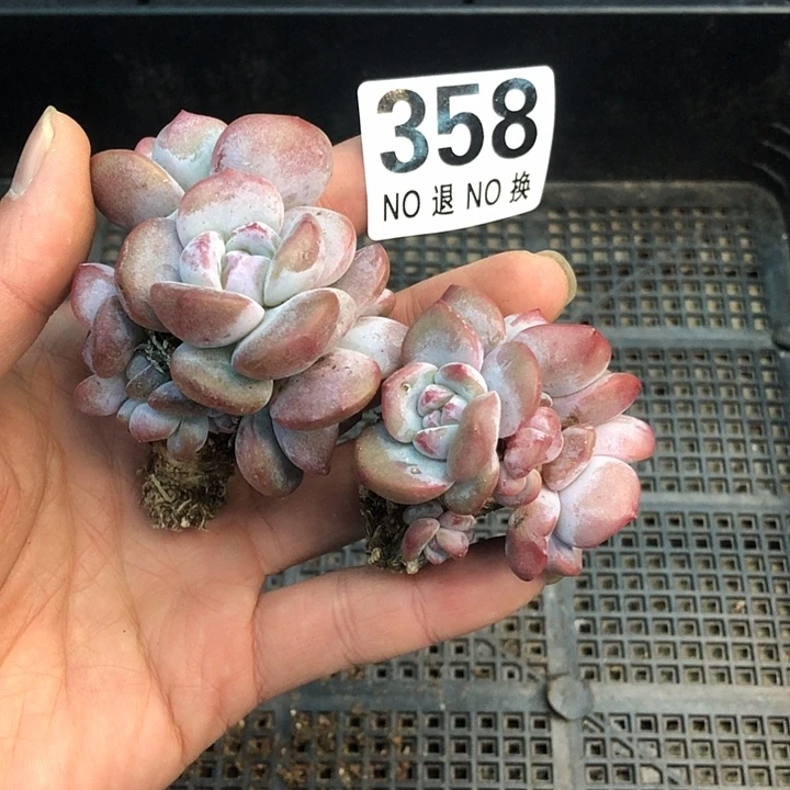 星影石榴籽福利出咯 358