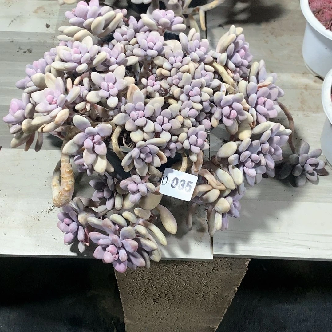 豆****发035桃蛋多肉植物