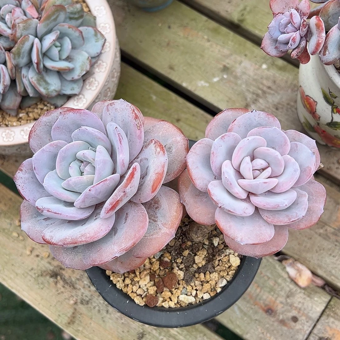 小傻瓜专拍韩货奶茶补差价280