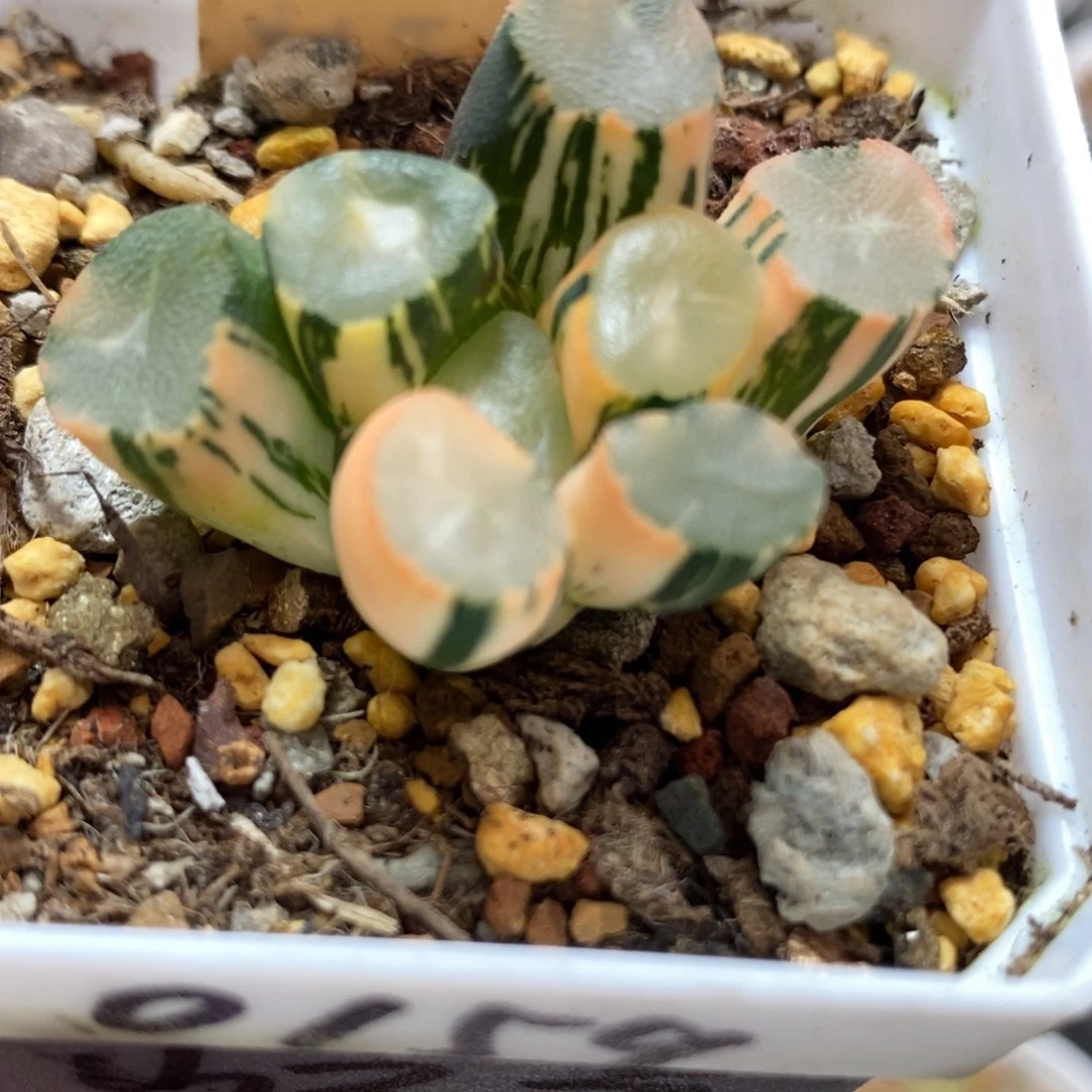 19山之翠万象锦一物一拍