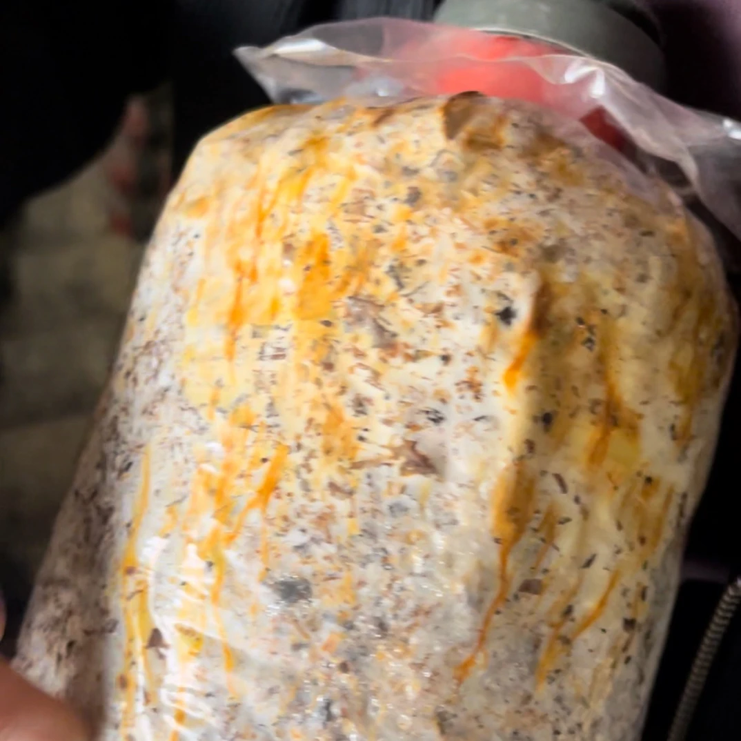 毛慈菇菌包毛慈菇育苗专用（两包重6斤）