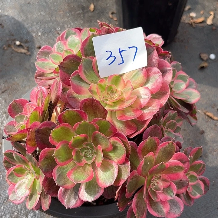 357云荷朵朵发发发