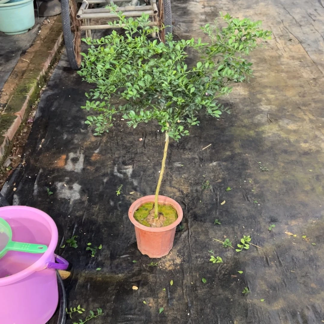 绿植盆栽植物花卉