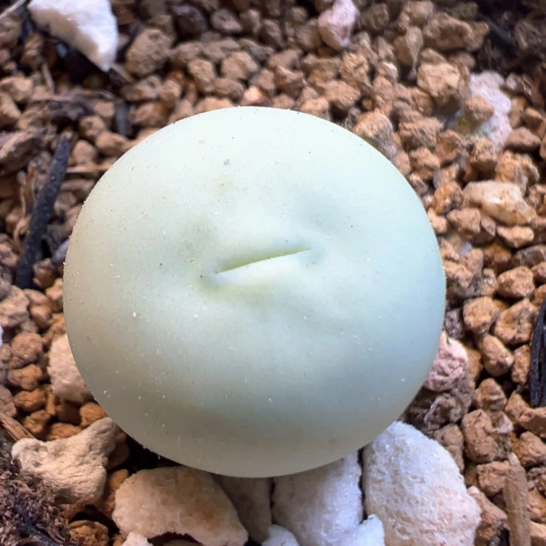 天***咪36多肉植物百科知识