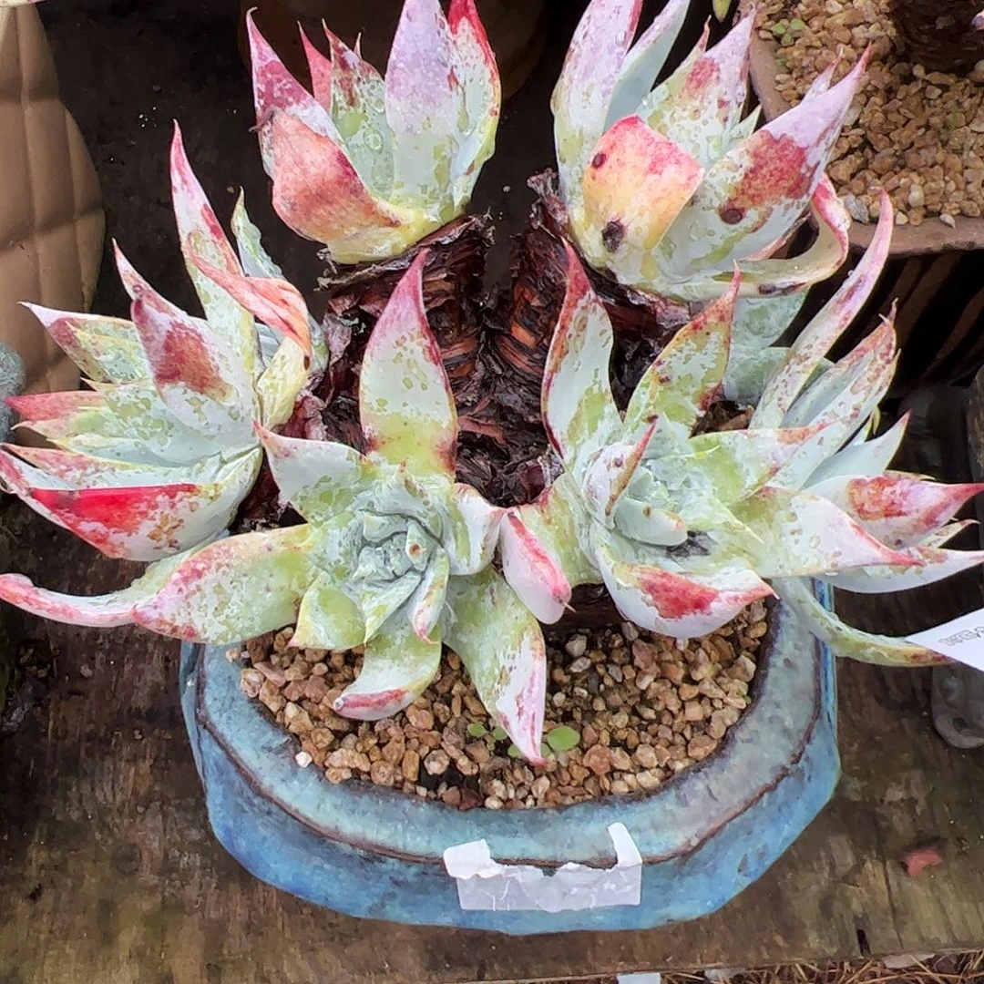 3487白衣圣徒仙女杯