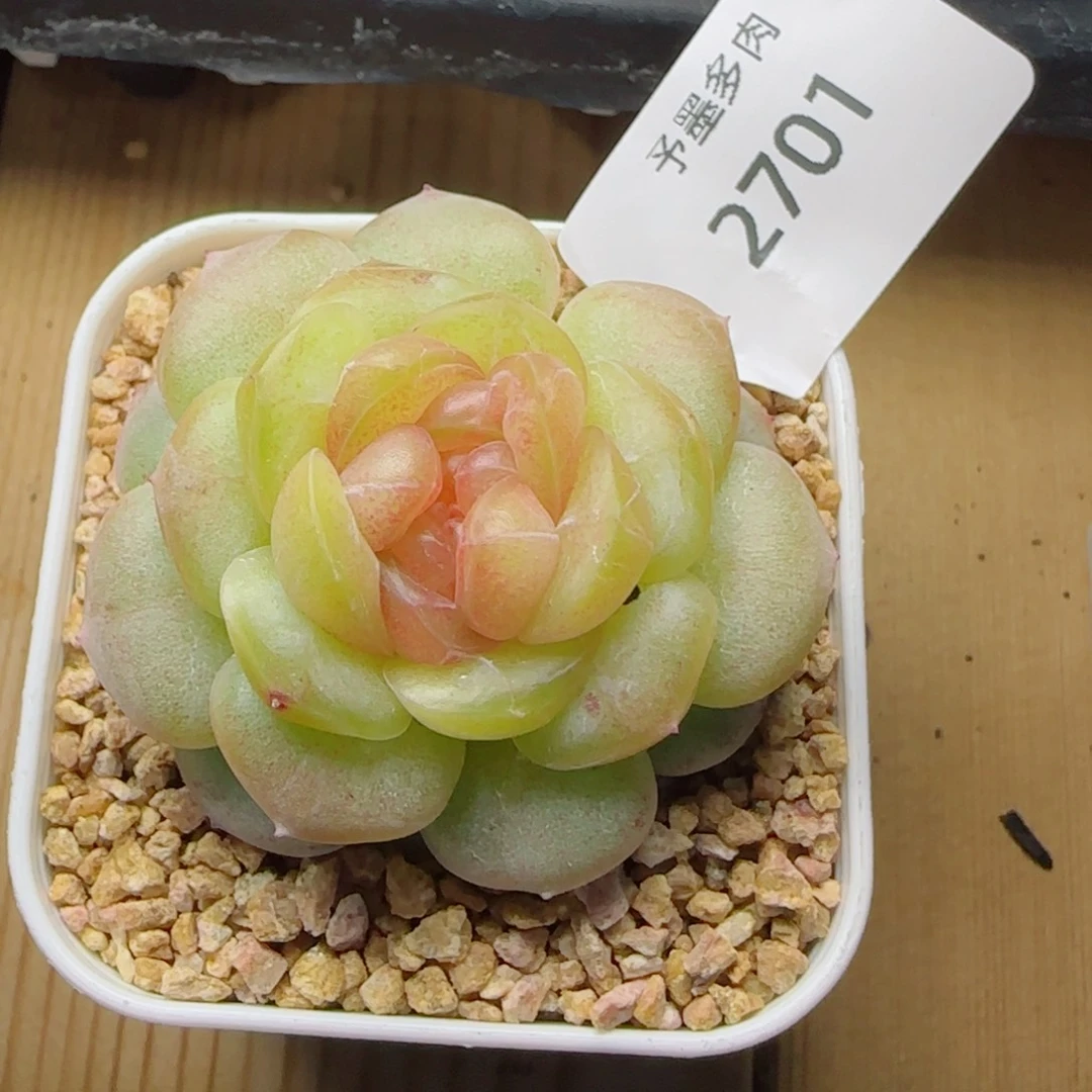 QQ糖，2701多肉植物