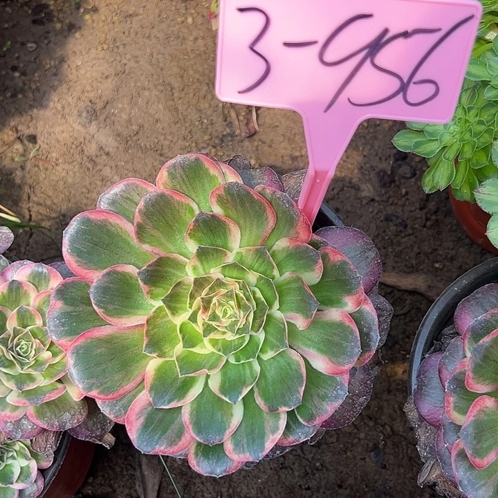 3-956纳福多肉法师