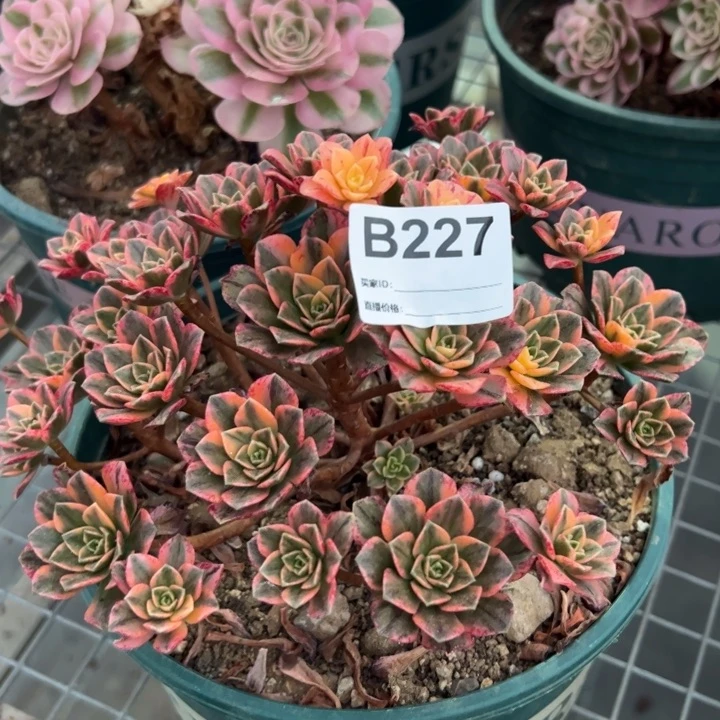 227甜茶18厘米左右