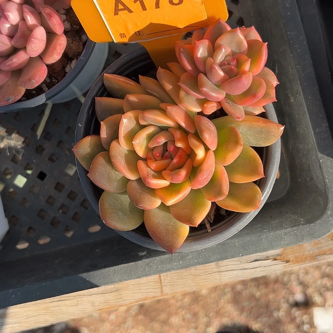 刘***菡多肉植物一物一拍