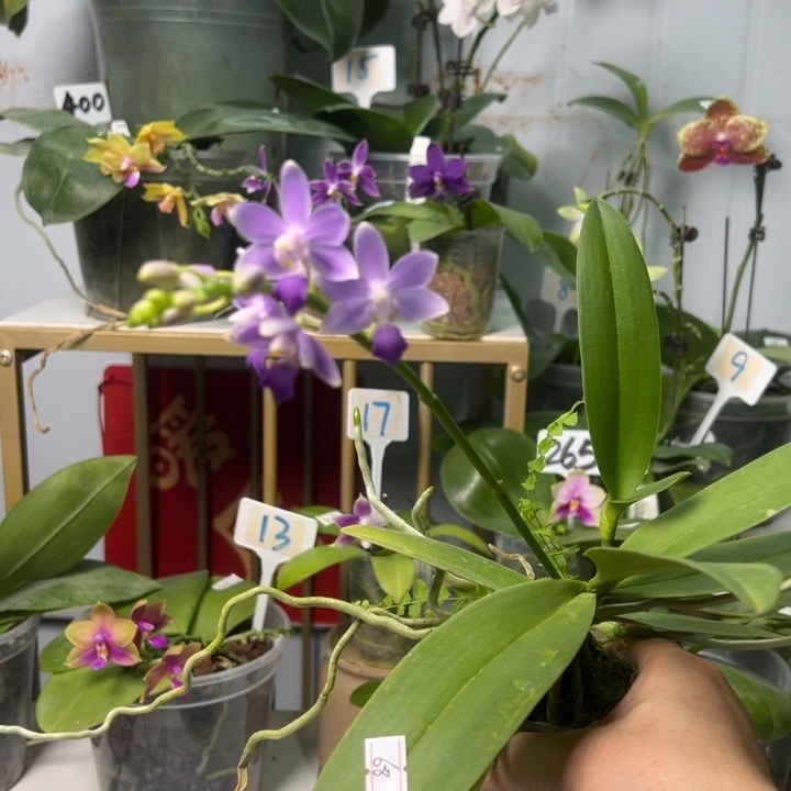 大部分开放少量花苞蓝星2.5寸带高牙