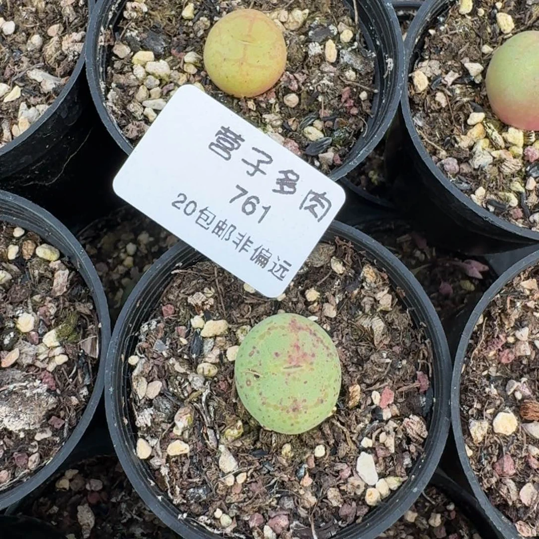 舒**灵761带盆土发货00000000000十颗