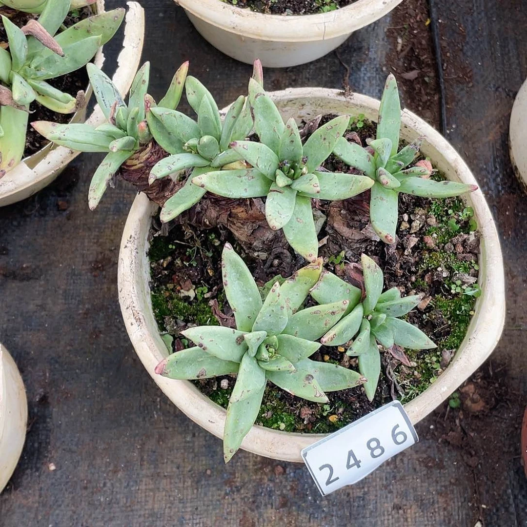 雪**笑青钢苹果叶老桩2486