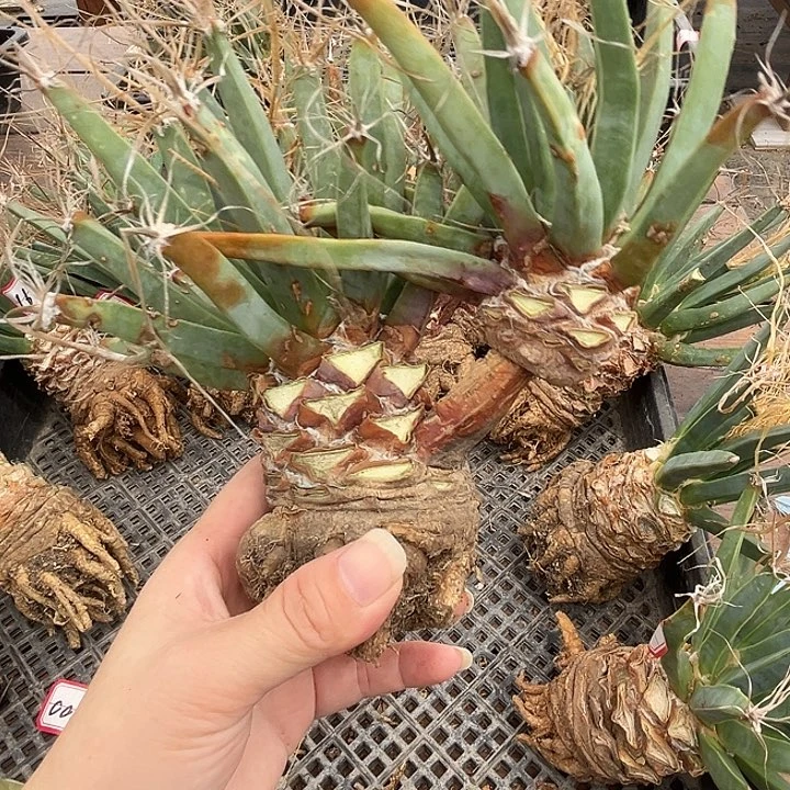 天***勤592哈哈哈哈哈哈哈