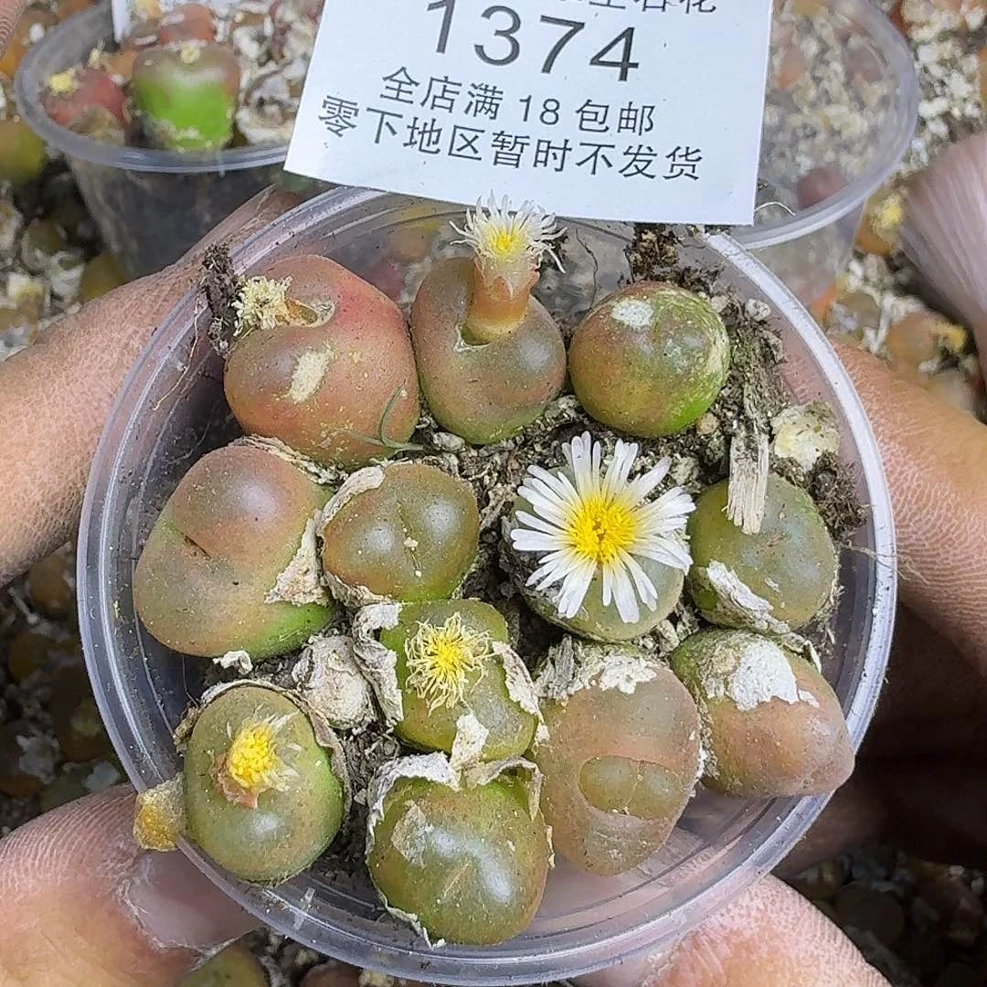 就***紫1374 哈哈哈哈哈哈哈