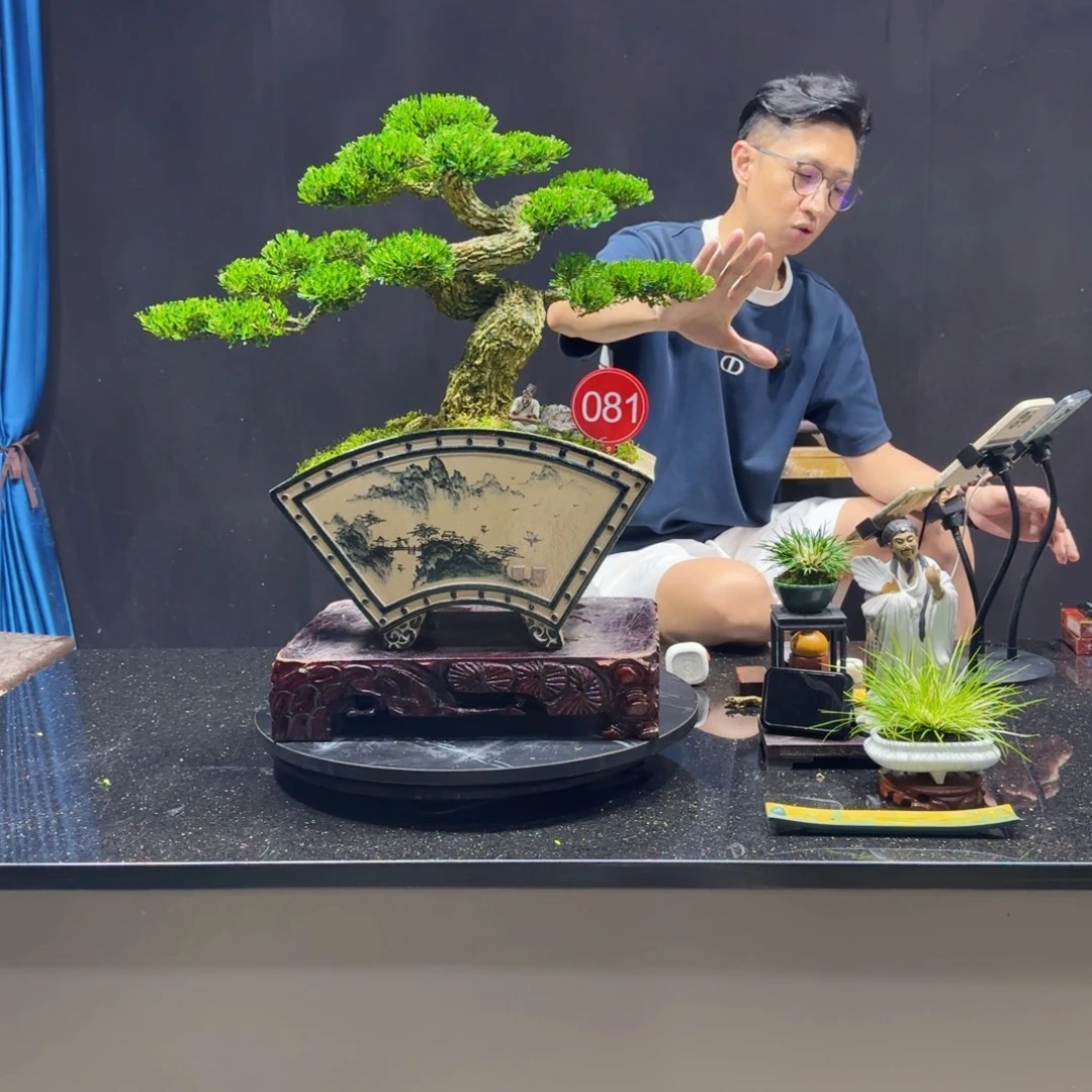 无花朵黄杨室内室外盆景艺术