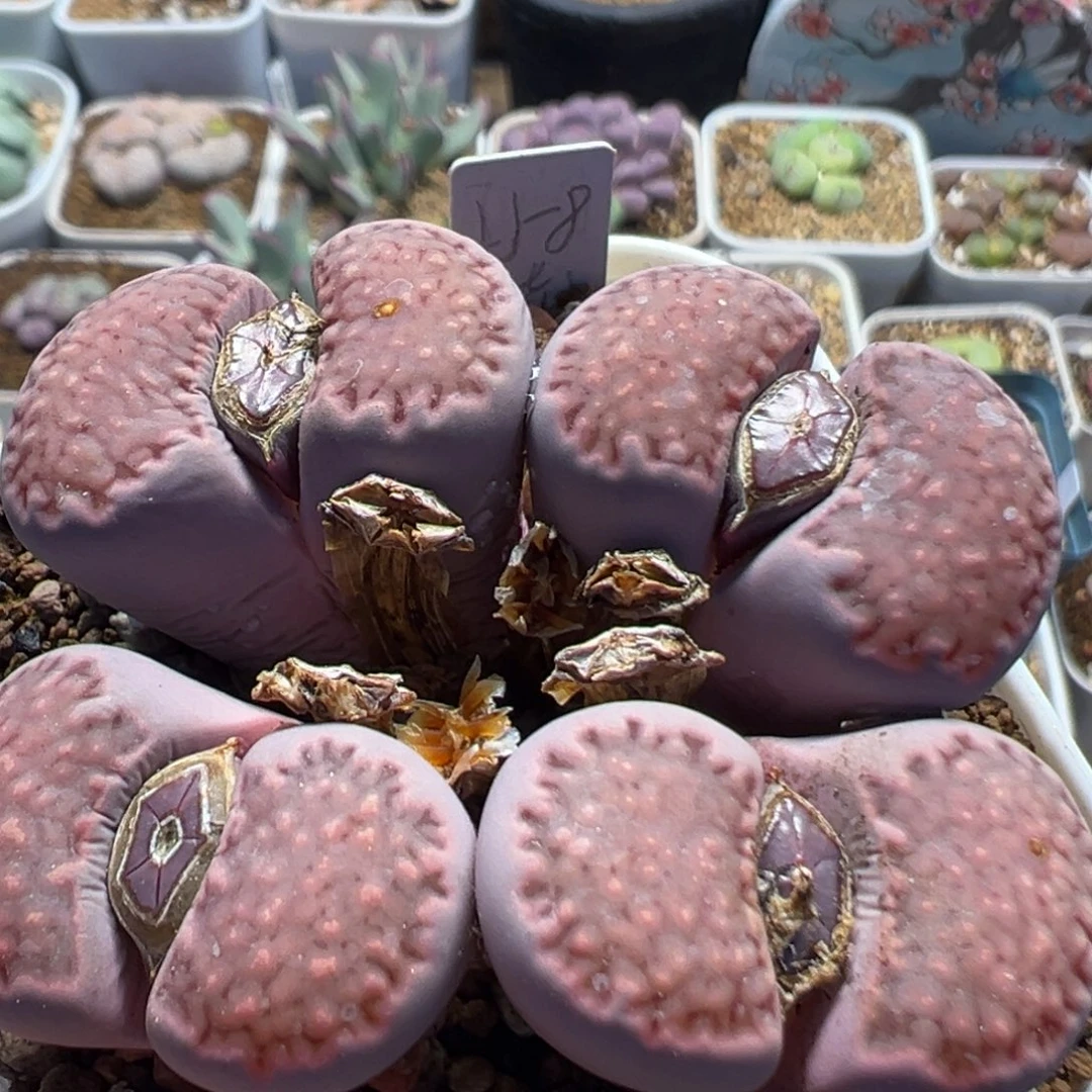 309多肉植物百科植物