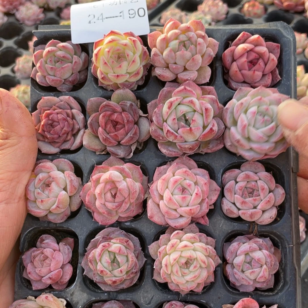 一物一拍20颗小苗24-190