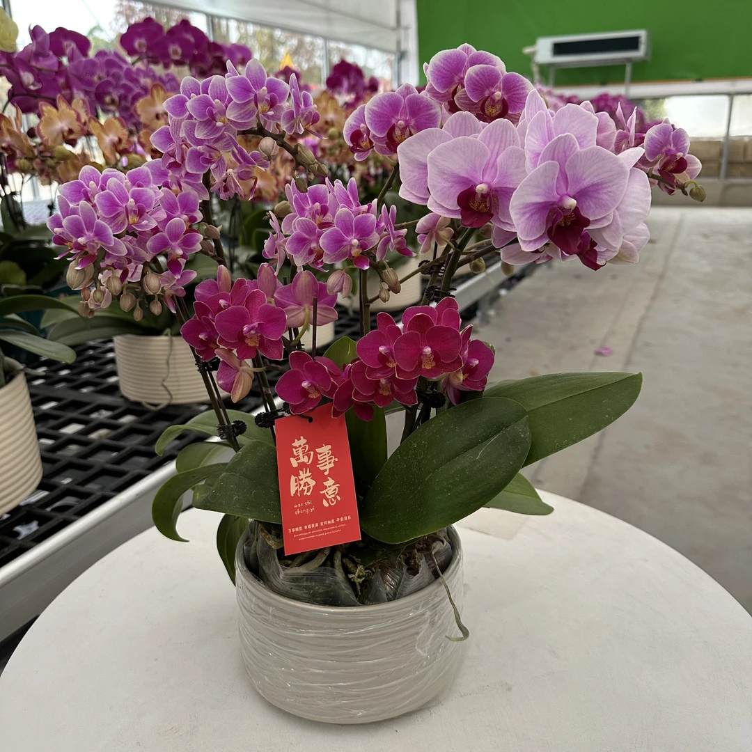 四羊开泰（随机品种四颗 部分带花开爆介意慎拍）