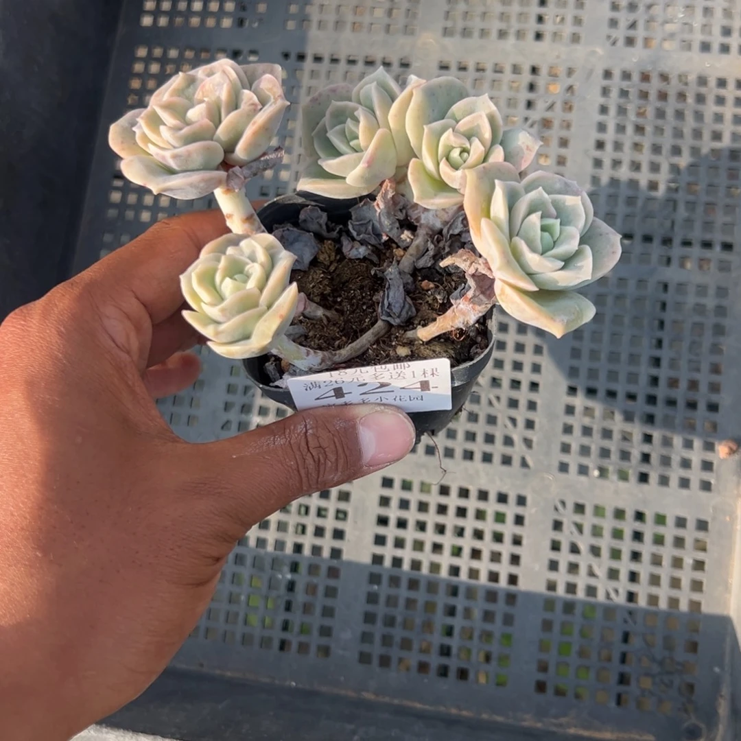 如***佛424号五头可爱玫瑰群 一物一拍