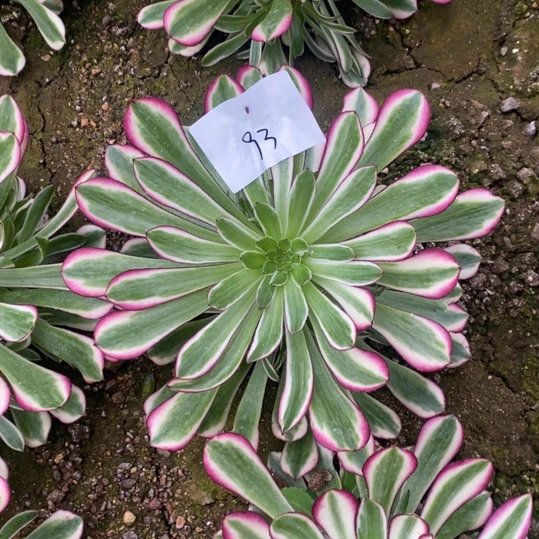 93红铜白满崽15厘米多肉植物