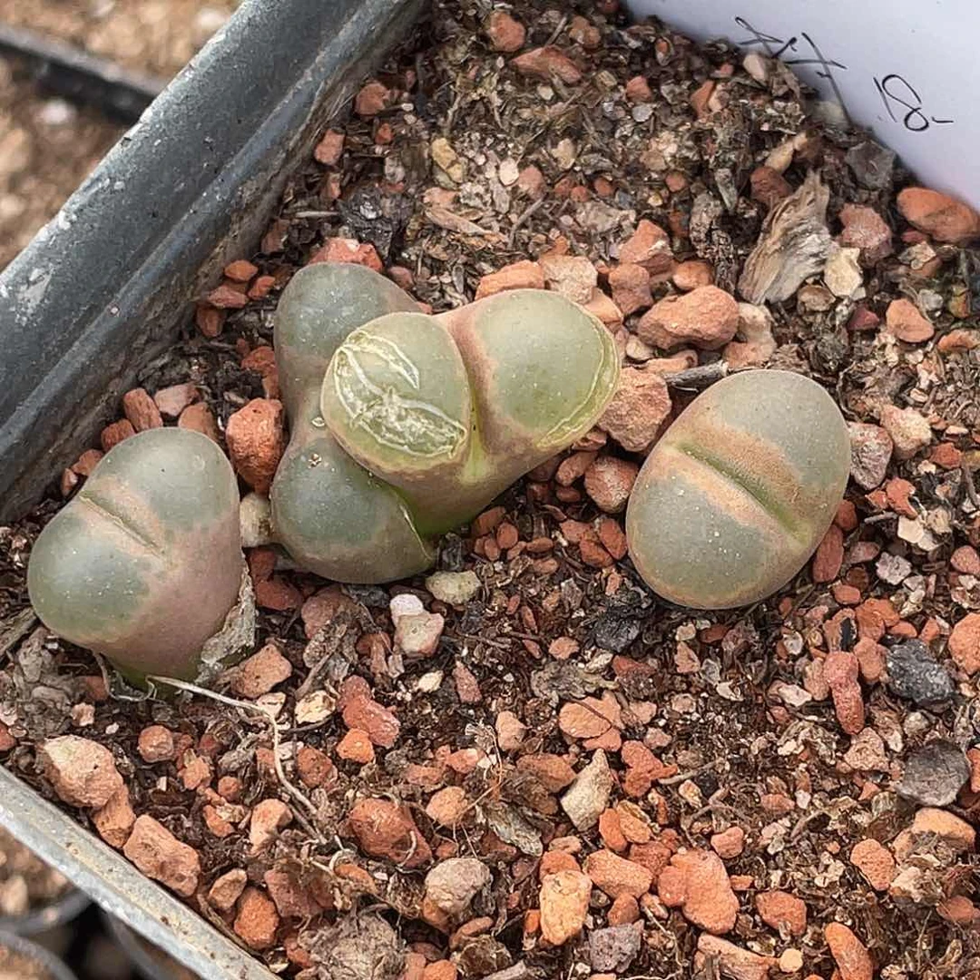 18-140肉锥多肉植物风铃