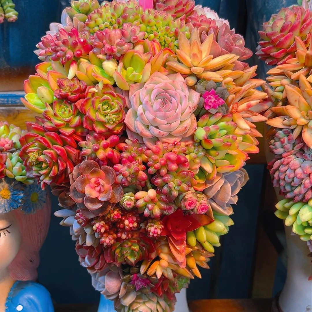 001第一个多肉组合