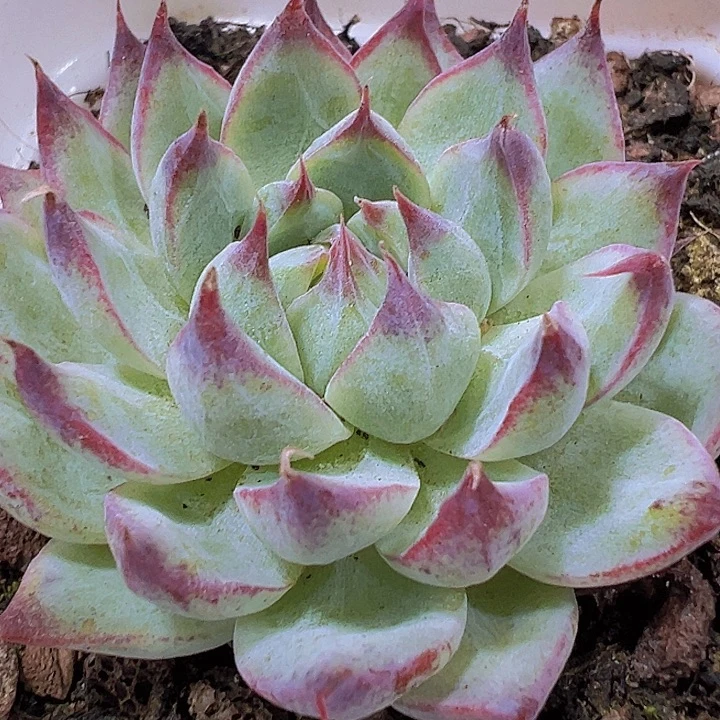 梦瑶19包邮多肉植物