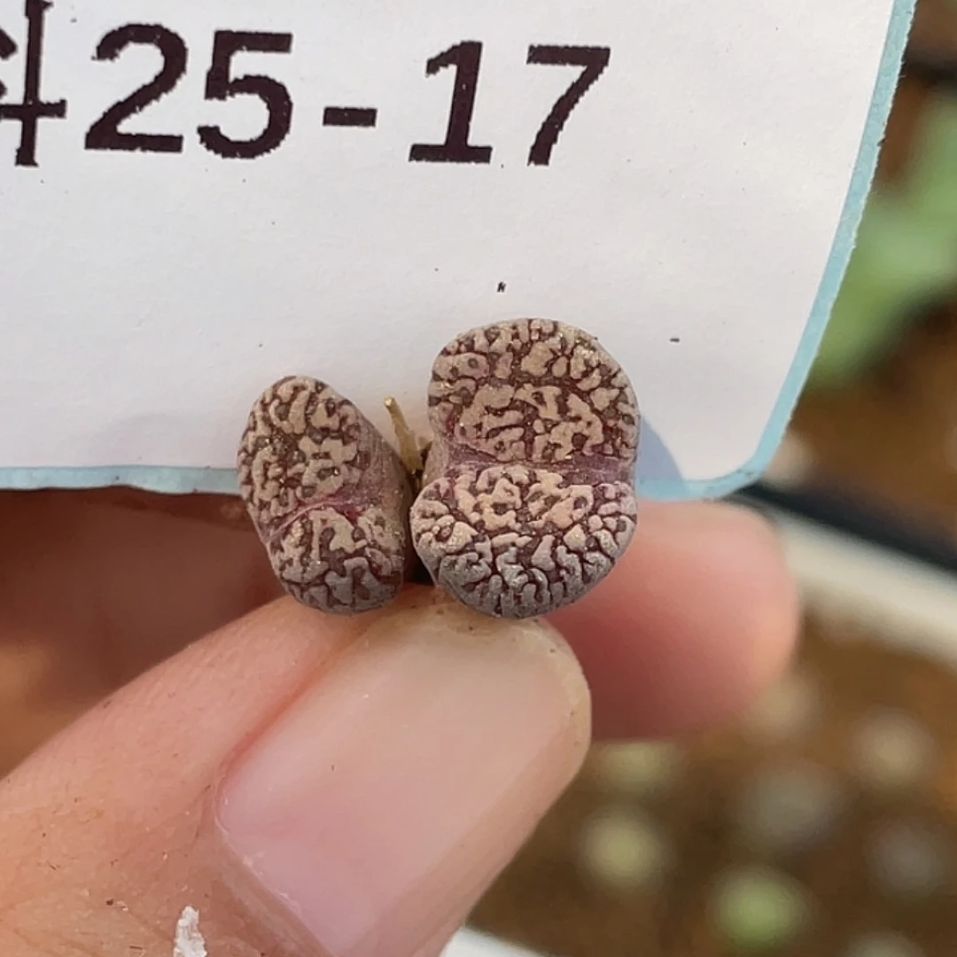 25-17紫鸟多肉植物