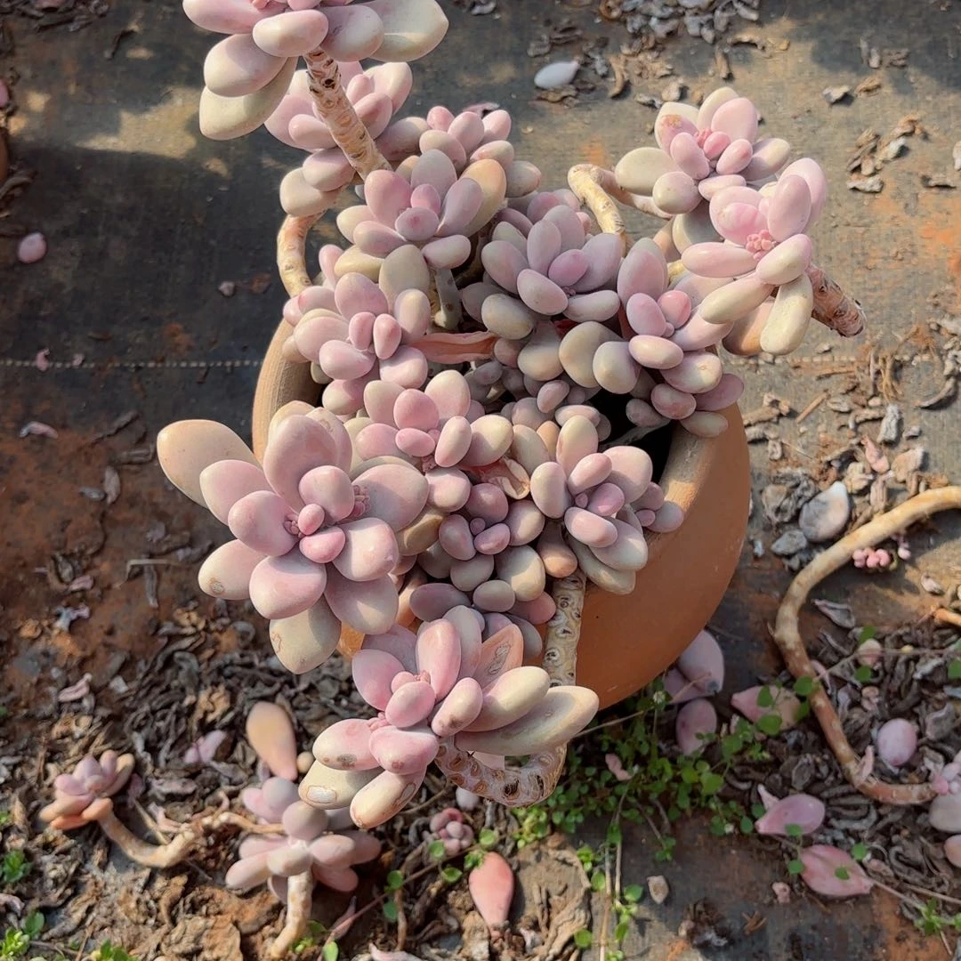 疯**了桃蛋20-39。