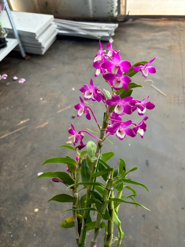 石斛兰(紫霞)好养花期长 云南鲜花绿植