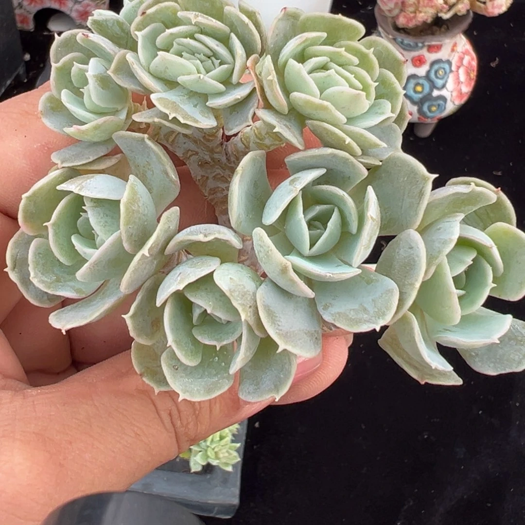 8个朵朵 新年快乐