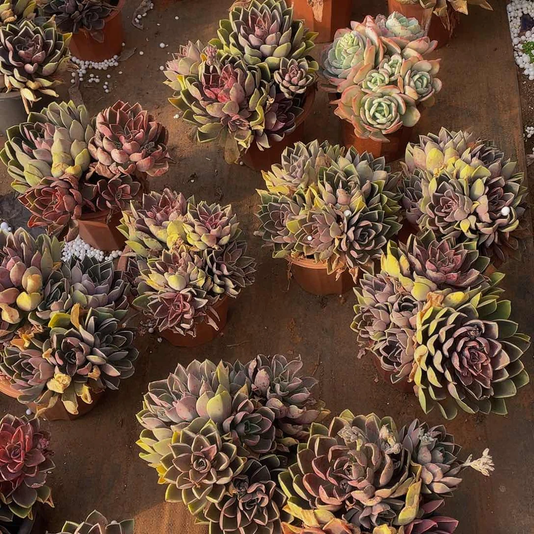 琼斯1颗多肉群生29.8