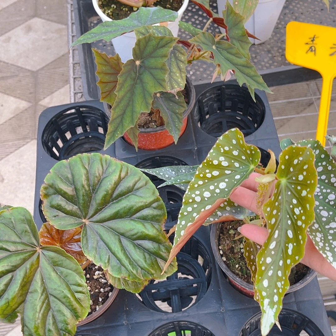 完全开放一物一拍秋海棠3盆5号